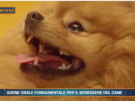 Pet News Magazine. Igiene orale fondamentale per il benessere del cane