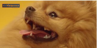 Pet News Magazine. Igiene orale fondamentale per il benessere del cane