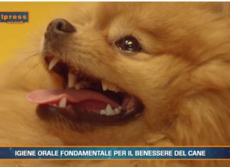 Pet News Magazine. Igiene orale fondamentale per il benessere del cane