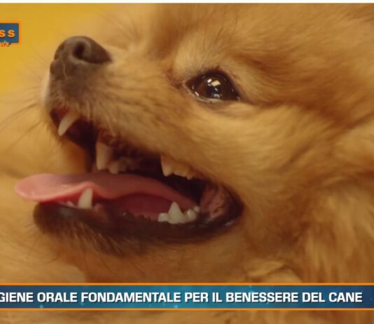 Pet News Magazine. Igiene orale fondamentale per il benessere del cane