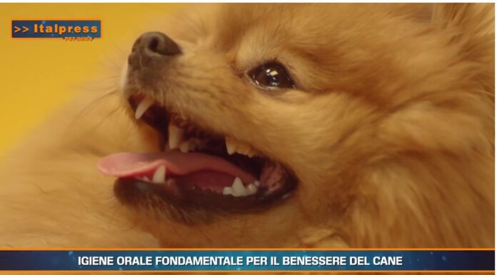 Pet News Magazine. Igiene orale fondamentale per il benessere del cane