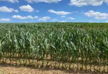 “Cereali e dintorni”. Prezzi in salita