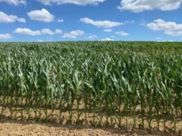 “Cereali e dintorni”. Prezzi in salita