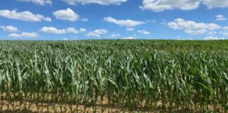 “Cereali e dintorni”. Prezzi in salita