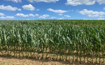 “Cereali e dintorni”. Prezzi in salita