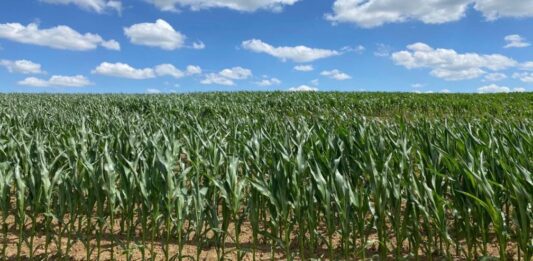 “Cereali e dintorni”. Prezzi in salita
