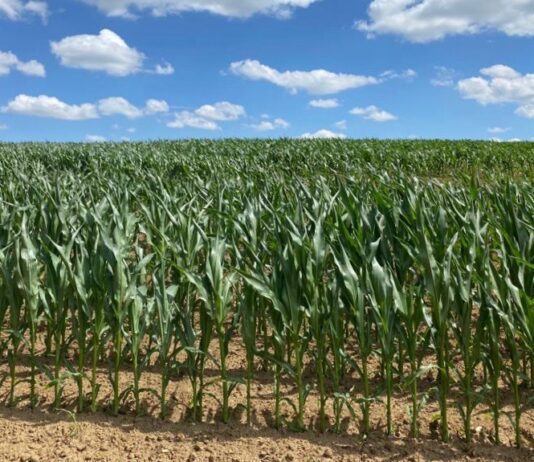 “Cereali e dintorni”. Prezzi in salita