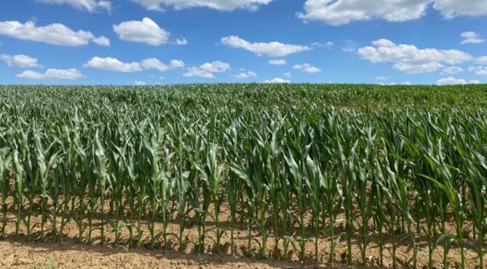 “Cereali e dintorni”. Prezzi in salita