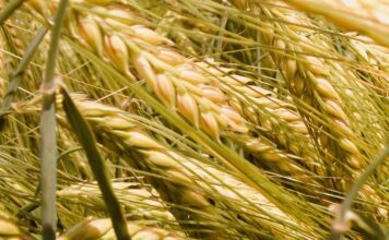 “Cereali e dintorni”. Mercato relativamente stabile.