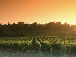 Chianti Classico Riserva Carpineto 2020 tra i 100 vini più emozionanti al mondo