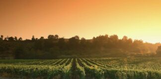 Chianti Classico Riserva Carpineto 2020 tra i 100 vini più emozionanti al mondo