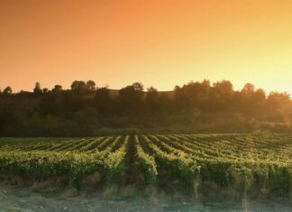 Chianti Classico Riserva Carpineto 2020 tra i 100 vini più emozionanti al mondo