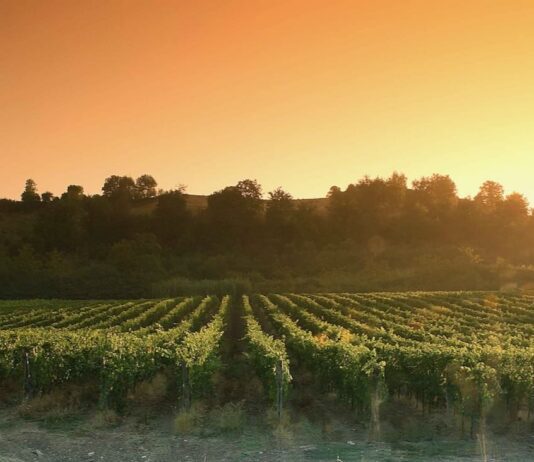 Chianti Classico Riserva Carpineto 2020 tra i 100 vini più emozionanti al mondo