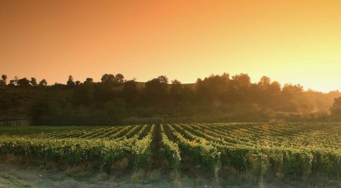 Chianti Classico Riserva Carpineto 2020 tra i 100 vini più emozionanti al mondo