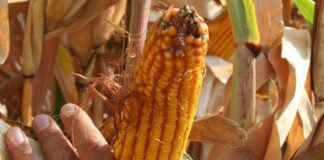 “Cereali e dintorni”. Farina di soia in ripresa