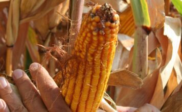 “Cereali e dintorni”. Farina di soia in ripresa