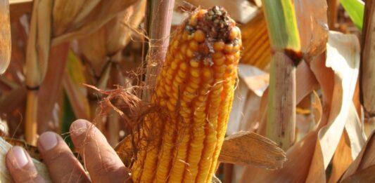 “Cereali e dintorni”. Farina di soia in ripresa