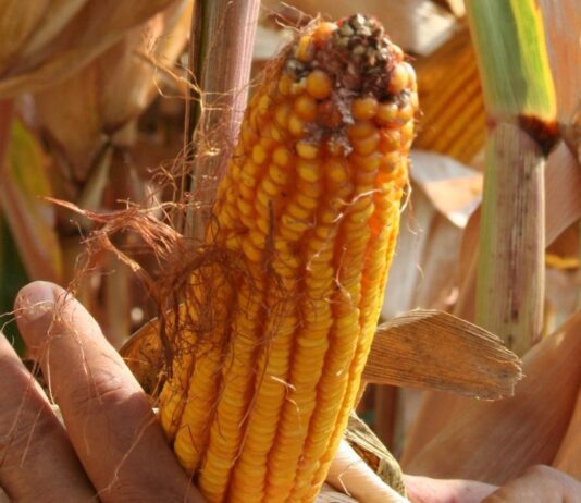 “Cereali e dintorni”. Farina di soia in ripresa
