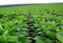 “Cereali e dintorni”. Gran ripresa della soia