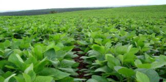 “Cereali e dintorni”. Gran ripresa della soia