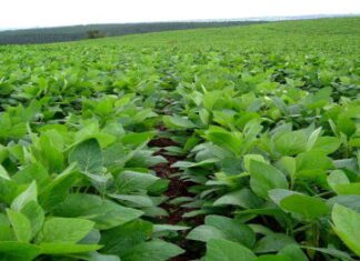 “Cereali e dintorni”. Gran ripresa della soia