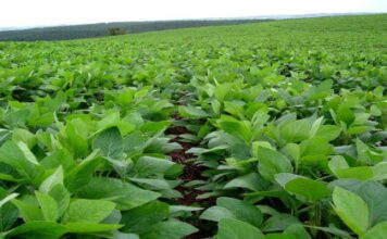 “Cereali e dintorni”. Gran ripresa della soia