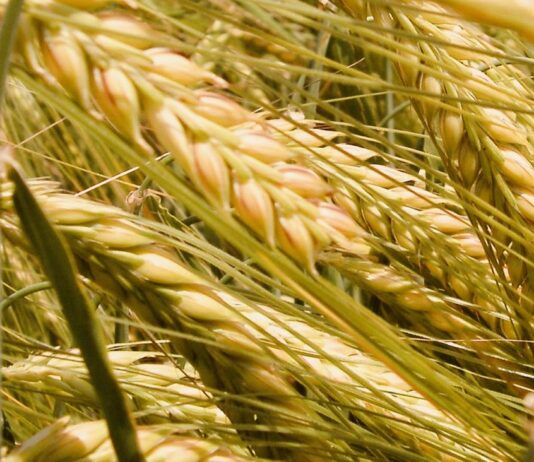 “Cereali e dintorni”. Giornate d’attesa…