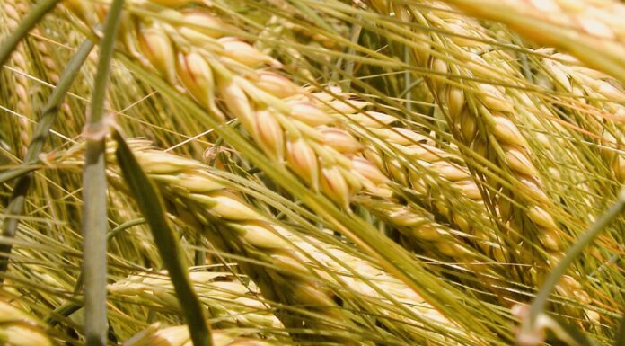 “Cereali e dintorni”. Giornate d’attesa…