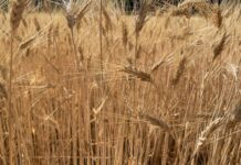 “Cereali e dintorni”. EUDR rinviato di un anno.