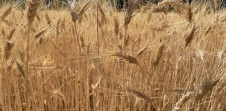 “Cereali e dintorni”. EUDR rinviato di un anno.