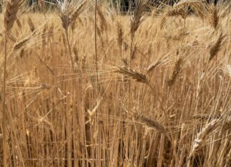 “Cereali e dintorni”. EUDR rinviato di un anno.