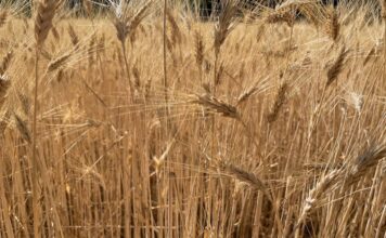 “Cereali e dintorni”. EUDR rinviato di un anno.