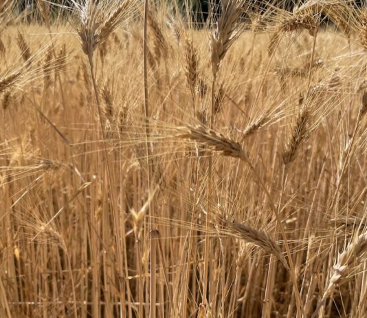 “Cereali e dintorni”. EUDR rinviato di un anno.