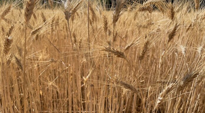 “Cereali e dintorni”. EUDR rinviato di un anno.