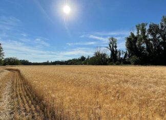 “Cereali e dintorni”. I mercati hanno digerito i “conflitti”