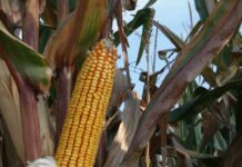 “Cereali e dintorni”. Fastidiosi venti di guerra eurasiatici