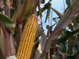 “Cereali e dintorni”. Fastidiosi venti di guerra eurasiatici