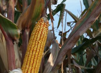 “Cereali e dintorni”. Fastidiosi venti di guerra eurasiatici