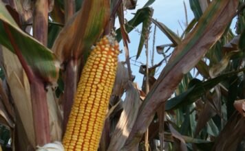 “Cereali e dintorni”. Fastidiosi venti di guerra eurasiatici