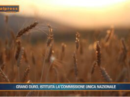 TG AGRIFOOD del 21 gennaio 2026 — Prezzi alimentari alle stelle, interviene l’Antitrust