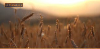 TG AGRIFOOD del 21 gennaio 2026 — Prezzi alimentari alle stelle, interviene l’Antitrust