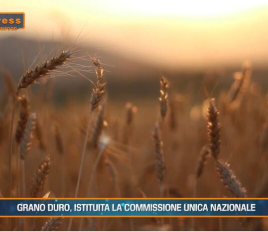 TG AGRIFOOD del 21 gennaio 2026 — Prezzi alimentari alle stelle, interviene l’Antitrust