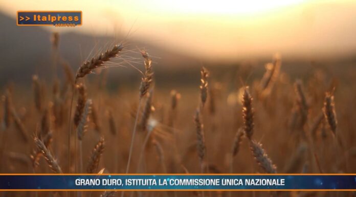 TG AGRIFOOD del 21 gennaio 2026 — Prezzi alimentari alle stelle, interviene l’Antitrust