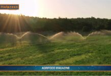 TG AGRIFOOD del 14 gennaio 2026 — L’agroalimentare italiano vale il 15% dell’economia