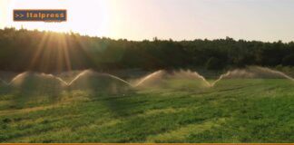 TG AGRIFOOD del 14 gennaio 2026 — L’agroalimentare italiano vale il 15% dell’economia