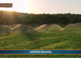 TG AGRIFOOD del 14 gennaio 2026 — L’agroalimentare italiano vale il 15% dell’economia
