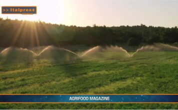TG AGRIFOOD del 14 gennaio 2026 — L’agroalimentare italiano vale il 15% dell’economia