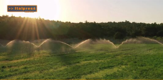 TG AGRIFOOD del 14 gennaio 2026 — L’agroalimentare italiano vale il 15% dell’economia