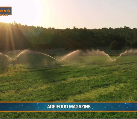 TG AGRIFOOD del 14 gennaio 2026 — L’agroalimentare italiano vale il 15% dell’economia