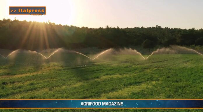 TG AGRIFOOD del 14 gennaio 2026 — L’agroalimentare italiano vale il 15% dell’economia